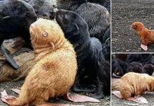 Rare ‘Ugly Duckling’ Ginger Seal Pup May Have To Be Rescued by Biologists Because It Is Shunned By The Rest Of Its Colony And Could Become An Outcast