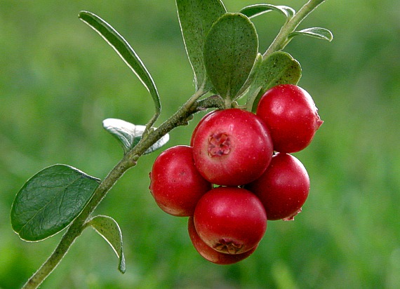 Cranberry - Natural Antibiotic