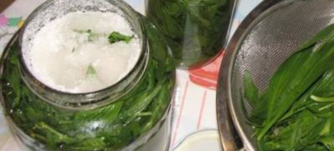 Homemade Plantago Syrup - The Best Remedy For Pulmonary Diseases