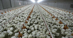 FDA Finally Admits Chicken Meat Contains Cancer-Causing Arsenic image-2934