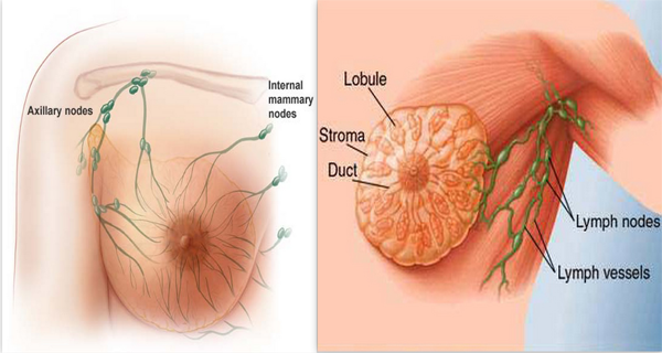 The-Causes-Of-Breast-Cancer