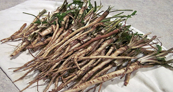 Dandelion Root is 100X More Effective Than Chemotherapy