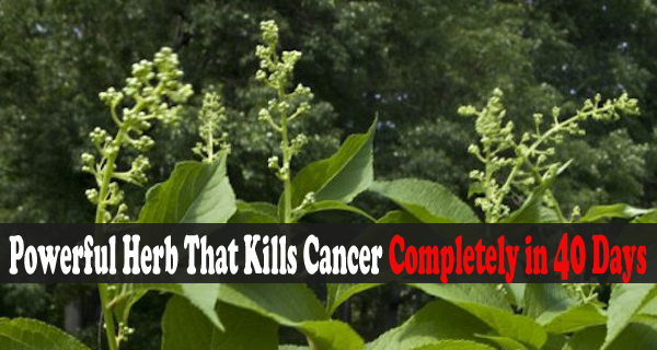 Herb That Kills Cancer Completely in 40 Days