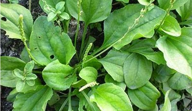 Natural Cure for Helicobacter pylori Which Causes the Formation of Ulcers