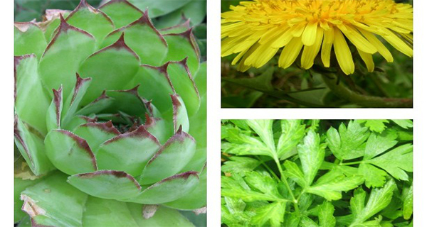 Best for the Kidneys These Herbs Are Natural Cures for the Kidney and Urinary Tract Diseases