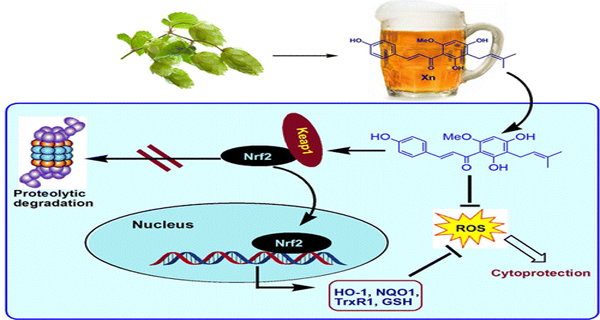Study Finds Beer Compound to Protect the Brain, Prevent Alzheimer