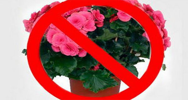 What Indoor Plants Are Hazardous To Your Health!