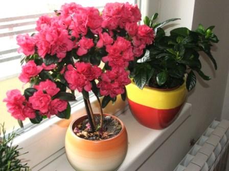 Which Indoor Plants Are Hazardous To Your Health!2