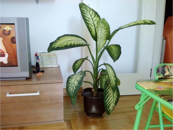 Which Indoor Plants Are Hazardous To Your Health!3