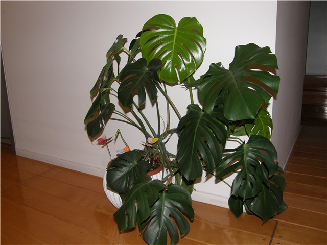 Which Indoor Plants Are Hazardous To Your Health!4