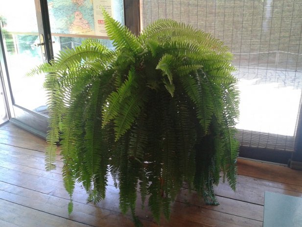 Which Indoor Plants Are Hazardous To Your Health!5