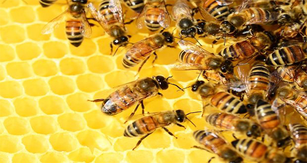 20 Species Of Honey and Their Medicinal Properties Choose the One That Suits You the Best!