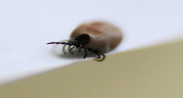 Protect Yourself From Ticks Tips to Avoid the Sting Of These Unpleasant Parasites!