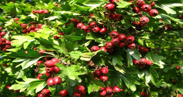 “It Rises From the Dead” - This Is the Most Healing Plant In the World!