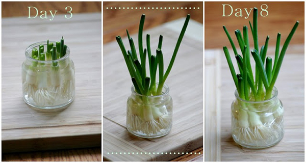 7-vegetables-and-fruits-you-can-grow-indoors-from-scraps