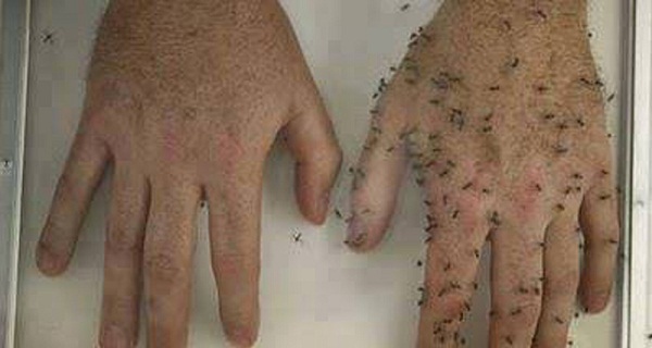 Make-it-Yourself-The-Most-Efficient-Mosquito-Repellent