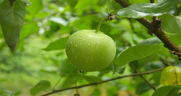 This Fruit Looks Like an Ordinary Apple, but It Can Kill You!