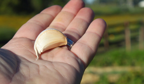 Eating-Garlic-On-An-Empty-Stomach