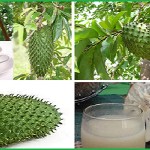 Graviola Under Scientific Research – Is it Able to Kill Cancer Cells? image-6449