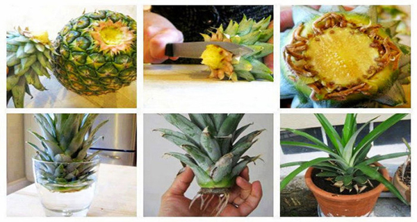 How to Grow A Pineapple From Another One - Easily!