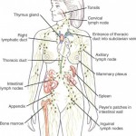 When’s the Last Time You Drained Your Lymph Fluids? image-6414