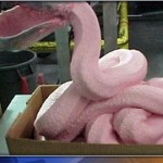 You’ll Never Eat McDonald’s Again After You Read These Horrifying Facts image-6126