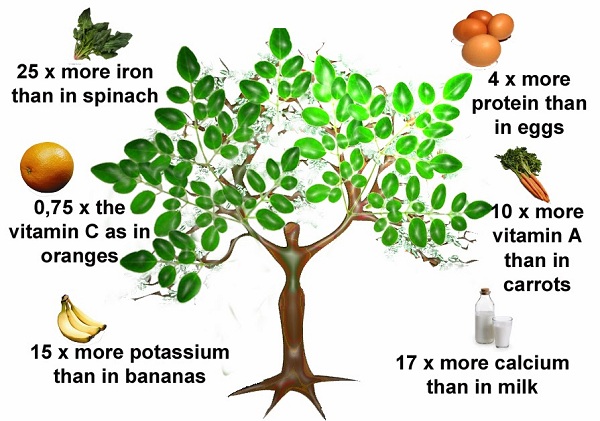 moringa-tree-of-life-from-himalayas-foothills