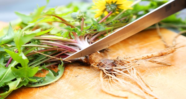 Dandelion-The-Plant-100-Times-More-Effective-Than-Chemotherapy