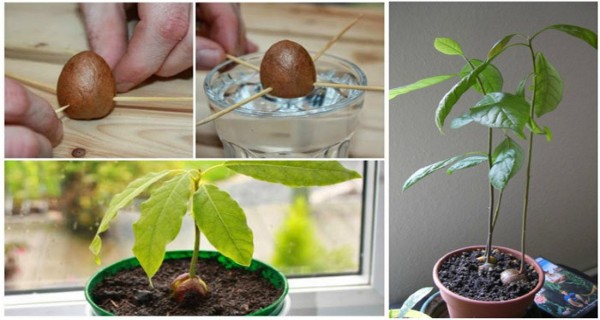 avocado-tree