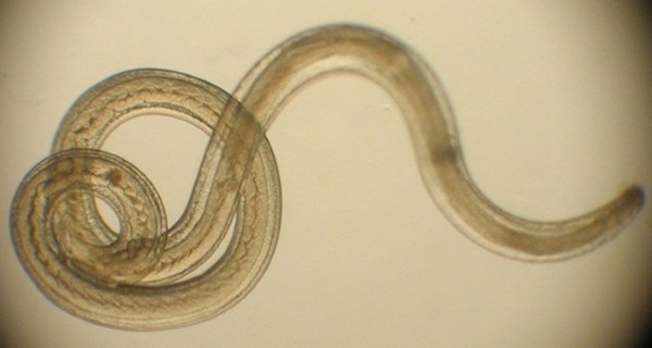 body-parasites