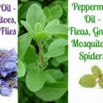 5 Camping-Essential Oils That Soothe Bug Bites, Cool Down, Stay Energized And MORE image-7204