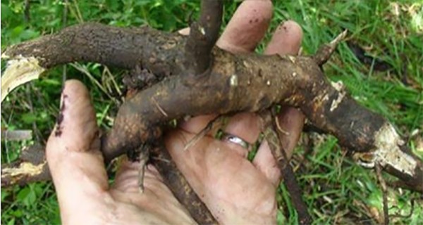 ginseng