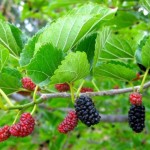 Super berry – It Grows Everywhere And It Treats Tumor image-6592