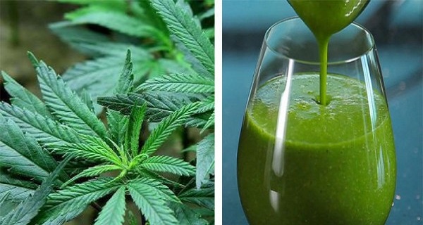 4 Surprising Health Benefits of Juicing Raw Marijuana