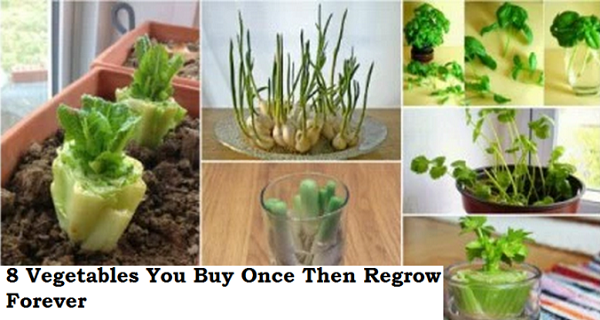 8 Vegetables You Buy Once Then Regrow Forever !