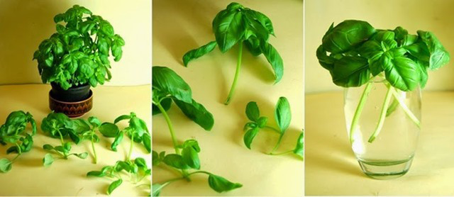 Basil_