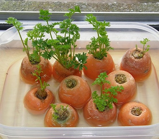 .Carrots