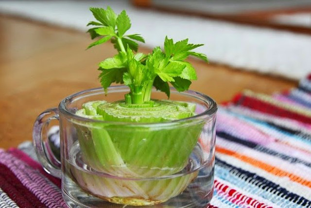 .Celery