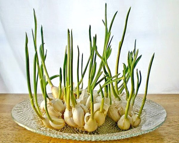 Garlic