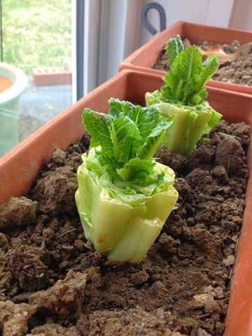 RomaineLetuce