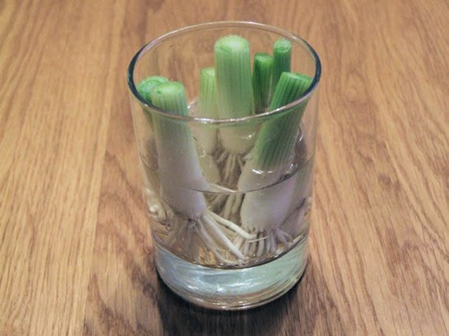 Scallion