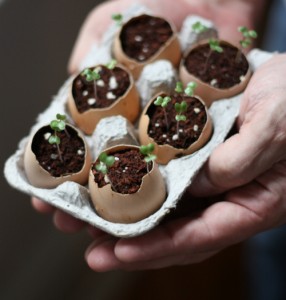 You'll Never Throw Eggshells Away Again After Reading This!!! 2
