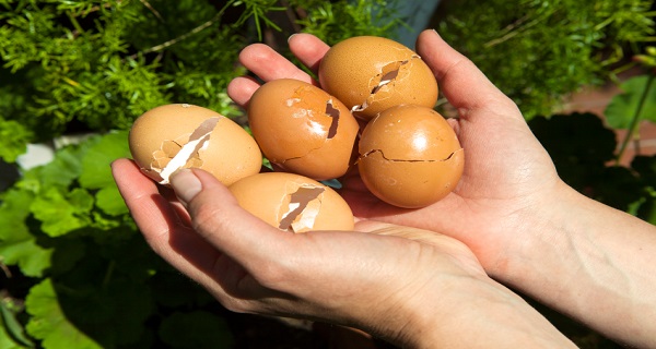 You'll Never Throw Eggshells Away Again After Reading This!!!