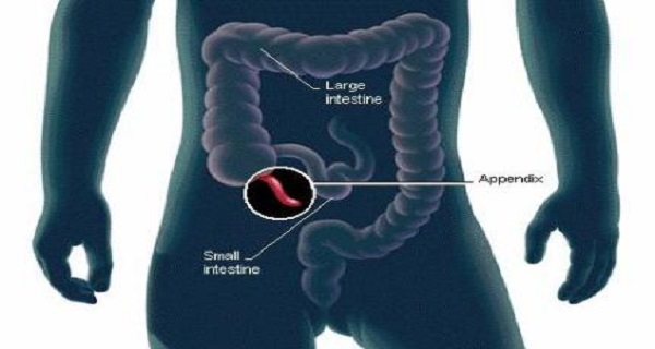 Scientists Finally Discover the Function of the Human Appendix