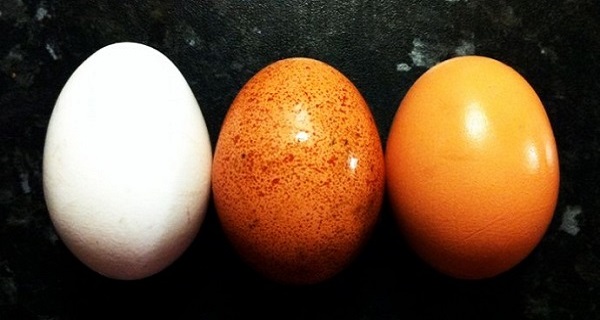 WHY CHOLESTEROL IN EGGS IS HARMLESS AND 4 OTHER REASONS TO EAT THEM DAILY