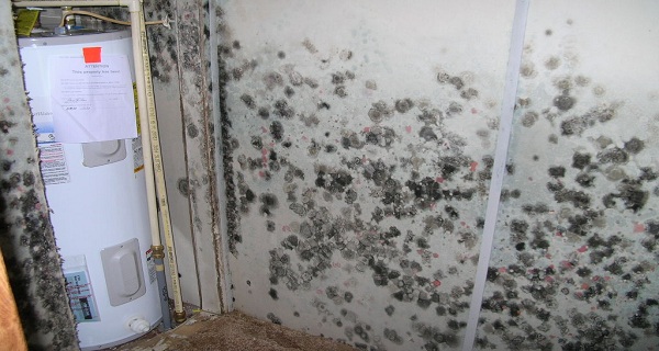 Find Out if the Mold in Your Home is Toxic! Symptoms and treatments!
