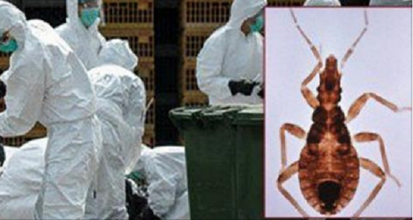 ALERT-If-You-See-THIS-Bug-Do-NOT-Let-It-Get-Near-You…-Actually-Run-The-Other-Way