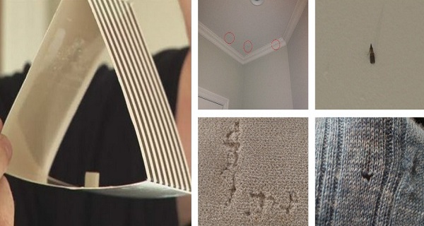 These 4 Home Tricks Can Help You Get Rid of Moths for Good