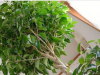 MAKE SURE YOU HAVE AT LEAST ONE OF THESE PLANTS IN YOUR HOME TO PROTECT YOU FROM RADIATION, CHEMICALS AND CIGARETTE SMOKE!
