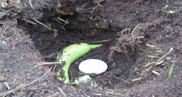 When He Said Why He Put An Egg And Banana In The Ground I Thought It Was A Joke